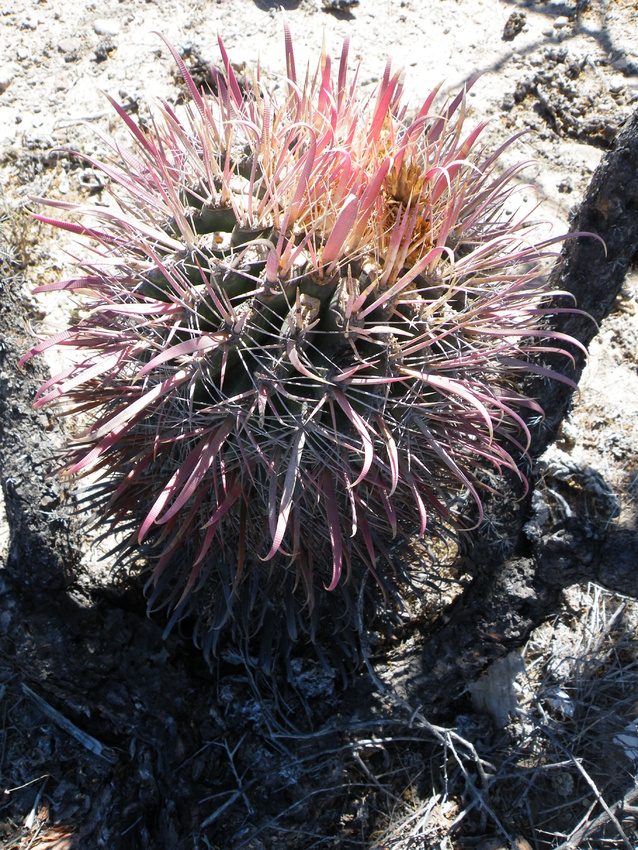 Нажмите на изображение для увеличения.  Название:	Ferocactus_peninsulae_v._viscainensis_(5782162253).jpg Просмотров:	0 Размер:	374.7 Кб ID:	523915