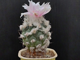 Нажмите на изображение для увеличения.

Название:	Turbinicarpus lophophoroides 4.006.jpg
Просмотров:	442
Размер:	174.2 Кб
ID:	523944