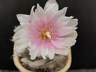 Нажмите на изображение для увеличения.

Название:	Turbinicarpus lophophoroides 4.007.jpg
Просмотров:	440
Размер:	153.8 Кб
ID:	523943