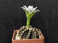 Нажмите на изображение для увеличения.

Название:	Gymnocalycium friedrichii  LB 2178 1.002.jpg
Просмотров:	367
Размер:	113.2 Кб
ID:	524059