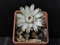 Нажмите на изображение для увеличения.

Название:	Gymnocalycium friedrichii  LB 2178 1.004.jpg
Просмотров:	369
Размер:	115.0 Кб
ID:	524060