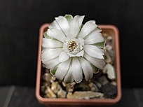 Нажмите на изображение для увеличения.

Название:	Gymnocalycium friedrichii  LB 2178 1.005.jpg
Просмотров:	371
Размер:	116.9 Кб
ID:	524061