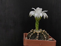 Нажмите на изображение для увеличения.

Название:	Gymnocalycium friedrichii  LB 2178 1.003.jpg
Просмотров:	366
Размер:	95.5 Кб
ID:	524062