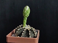 Нажмите на изображение для увеличения.

Название:	Gymnocalycium friedrichii  LB 2178 1.001.jpg
Просмотров:	449
Размер:	123.6 Кб
ID:	524063