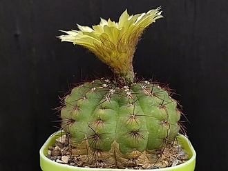 Нажмите на изображение для увеличения.

Название:	Notocactus ottonis v.vargasensis 1.005.jpg
Просмотров:	717
Размер:	165.1 Кб
ID:	524172