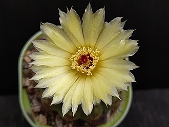 Нажмите на изображение для увеличения.

Название:	Notocactus ottonis v.vargasensis 1.006.jpg
Просмотров:	752
Размер:	138.4 Кб
ID:	524173