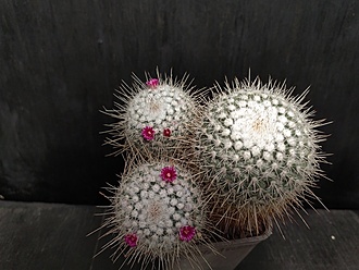Нажмите на изображение для увеличения.

Название:	Mammillaria geminispina 2.004.jpg
Просмотров:	675
Размер:	183.6 Кб
ID:	524197
