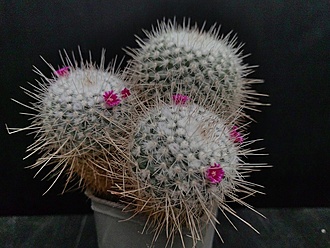 Нажмите на изображение для увеличения.

Название:	Mammillaria geminispina 2.003.jpg
Просмотров:	634
Размер:	218.7 Кб
ID:	524198