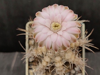 Нажмите на изображение для увеличения.

Название:	Gymnocalycium friedrichii fa. 1.005.jpg
Просмотров:	650
Размер:	143.3 Кб
ID:	524200