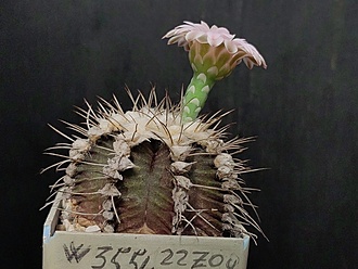 Нажмите на изображение для увеличения.

Название:	Gymnocalycium friedrichii fa. 1.004.jpg
Просмотров:	641
Размер:	177.6 Кб
ID:	524201