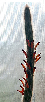 Нажмите на изображение для увеличения.

Название:	Cleistocactus wendlandiorum 2023.jpg
Просмотров:	572
Размер:	167.1 Кб
ID:	524235