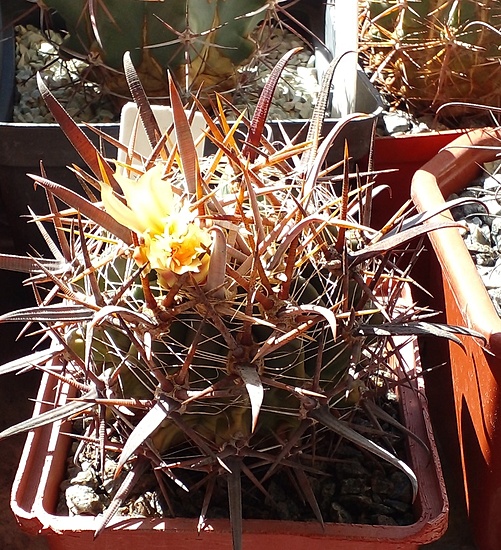 Нажмите на изображение для увеличения.  Название:	L. Bercht Ferocactus santamaria DJF 44.37 Посев 2010г .jpg Просмотров:	0 Размер:	326.5 Кб ID:	524300