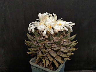 Нажмите на изображение для увеличения.

Название:	Ariocarpus trigonus 2.009.jpg
Просмотров:	620
Размер:	132.3 Кб
ID:	524404