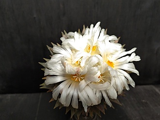 Нажмите на изображение для увеличения.

Название:	Ariocarpus trigonus 2.010.jpg
Просмотров:	608
Размер:	119.8 Кб
ID:	524405