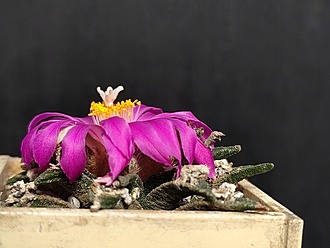Нажмите на изображение для увеличения.

Название:	Neogomesia agavoides 4.002.jpg
Просмотров:	614
Размер:	143.2 Кб
ID:	524406