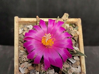 Нажмите на изображение для увеличения.

Название:	Neogomesia agavoides 4.003.jpg
Просмотров:	617
Размер:	175.5 Кб
ID:	524407