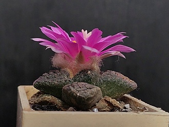 Нажмите на изображение для увеличения.

Название:	Roseocactus fissuratus 4.002.jpg
Просмотров:	611
Размер:	146.7 Кб
ID:	524409