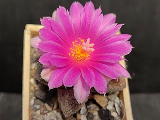 Нажмите на изображение для увеличения.

Название:	Roseocactus fissuratus 4.003.jpg
Просмотров:	606
Размер:	158.7 Кб
ID:	524410