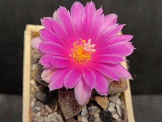 Нажмите на изображение для увеличения.

Название:	Roseocactus fissuratus 4.003.jpg
Просмотров:	583
Размер:	158.7 Кб
ID:	524410