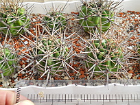 Нажмите на изображение для увеличения.

Название:	G.horridispinum MT 08-403 La Mudana 1191 m.jpg
Просмотров:	2011
Размер:	326.9 Кб
ID:	524899