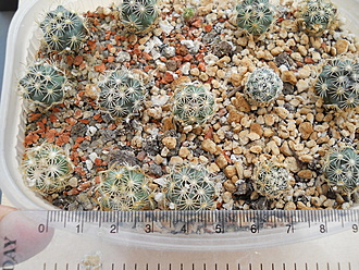 Нажмите на изображение для увеличения.

Название:	Cor.echinoidea KKR 182 Fresnilo rout46 km 60, San Luis Potosi, Mexico.jpg
Просмотров:	1751
Размер:	339.6 Кб
ID:	524960