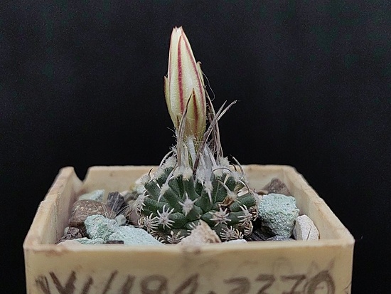 Нажмите на изображение для увеличения.

Название:	Turbinicarpus gracilis 3.001a.jpg
Просмотров:	515
Размер:	147.7 Кб
ID:	524990