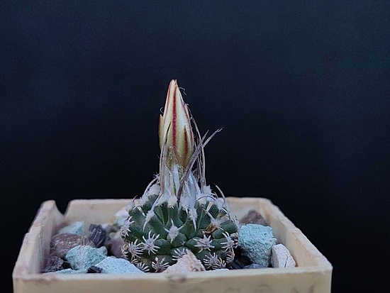 Нажмите на изображение для увеличения.

Название:	Turbinicarpus gracilis 3.001.jpg
Просмотров:	582
Размер:	120.7 Кб
ID:	524991