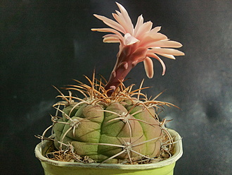Нажмите на изображение для увеличения.

Название:	Gymnocalycium chiquitanum 2.002.jpg
Просмотров:	792
Размер:	198.2 Кб
ID:	525009