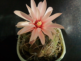 Нажмите на изображение для увеличения.

Название:	Gymnocalycium chiquitanum 2.004.jpg
Просмотров:	782
Размер:	160.0 Кб
ID:	525010