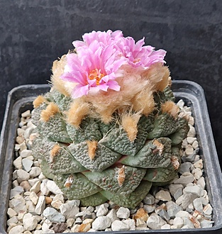 Нажмите на изображение для увеличения.  Название:	Ariocarpus lloydii.jpg Просмотров:	0 Размер:	250.0 Кб ID:	525310