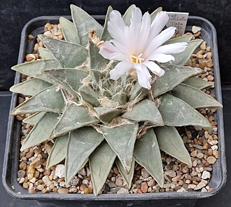 Нажмите на изображение для увеличения.  Название:	Ariocarpus retusus  v. pulchellus.jpg Просмотров:	0 Размер:	245.3 Кб ID:	525311