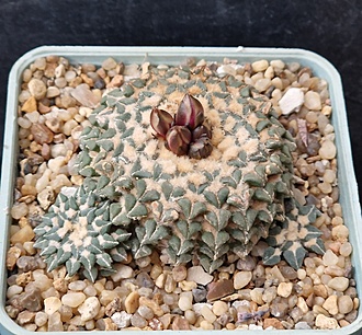 Нажмите на изображение для увеличения.  Название:	Ariocarpus kotschoubeyanus v.albiflorus  SB1827.jpg Просмотров:	0 Размер:	250.4 Кб ID:	525312