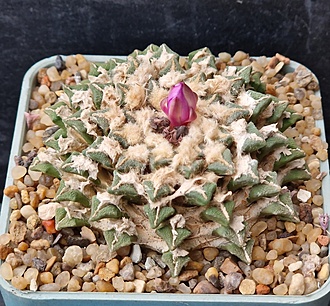 Нажмите на изображение для увеличения.  Название:	Ariocarpus kotschoubeyanus v.elephantidens.jpg Просмотров:	0 Размер:	280.6 Кб ID:	525313