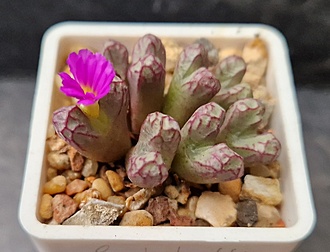 Нажмите на изображение для увеличения.

Название:	Conophytum luckhoffii.jpg
Просмотров:	742
Размер:	152.4 Кб
ID:	525315