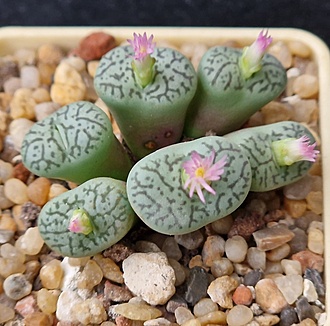Нажмите на изображение для увеличения.

Название:	Conophytum wittebergense.jpg
Просмотров:	739
Размер:	196.1 Кб
ID:	525316