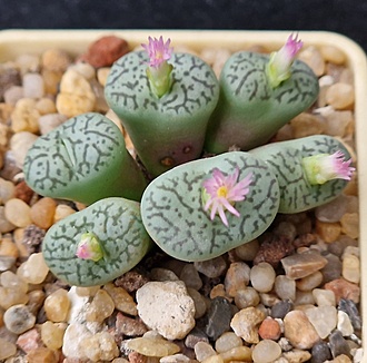 Нажмите на изображение для увеличения.

Название:	Conophytum wittebergense.jpg
Просмотров:	628
Размер:	196.1 Кб
ID:	525316