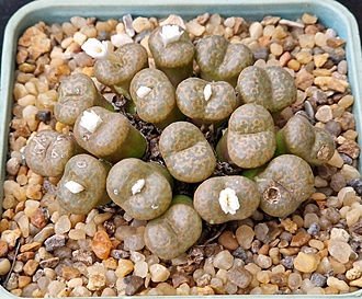 Нажмите на изображение для увеличения.

Название:	C.pellucidum ssp.cupreatum.jpg
Просмотров:	737
Размер:	240.9 Кб
ID:	525317