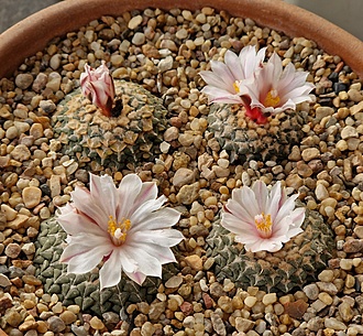 Нажмите на изображение для увеличения.

Название:	Ariocarpus kotschoubeyanus v.albiflorus.jpg
Просмотров:	766
Размер:	335.3 Кб
ID:	525327