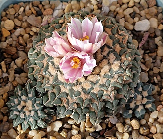 Нажмите на изображение для увеличения.

Название:	Ariocarpus kotschoubeyanus v.albiflorus  SB1827-.jpg
Просмотров:	740
Размер:	253.6 Кб
ID:	525328