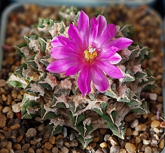 Нажмите на изображение для увеличения.

Название:	Ariocarpus kotschoubeyanus v.elephantidens.jpg
Просмотров:	743
Размер:	235.9 Кб
ID:	525329