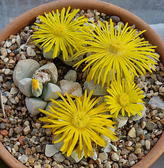 Нажмите на изображение для увеличения.

Название:	Lapidaria margaretae.jpg
Просмотров:	356
Размер:	320.5 Кб
ID:	525337