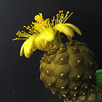 Нажмите на изображение для увеличения.

Название:	Copiapoa hypogaea  WM 148.jpg
Просмотров:	229
Размер:	213.8 Кб
ID:	525353