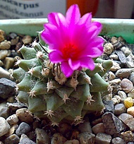 Нажмите на изображение для увеличения.

Название:	Turbinicarpus alonsoi.jpg
Просмотров:	234
Размер:	238.6 Кб
ID:	525359