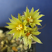 Нажмите на изображение для увеличения.

Название:	Turbinicarpus gracilis.jpg
Просмотров:	238
Размер:	213.3 Кб
ID:	525361