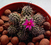 Нажмите на изображение для увеличения.

Название:	Turbinicarpus laui v. roseiflorus.jpg
Просмотров:	232
Размер:	290.3 Кб
ID:	525365