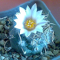 Нажмите на изображение для увеличения.

Название:	Turbinicarpus schmiedickeanus ssp.  macrochele v. frailensis CH 669.jpg
Просмотров:	230
Размер:	46.2 Кб
ID:	525367