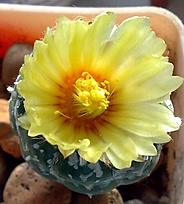 Нажмите на изображение для увеличения.

Название:	Astrophytum asterias Nohakuten.jpg
Просмотров:	550
Размер:	84.7 Кб
ID:	525378