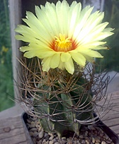 Нажмите на изображение для увеличения.

Название:	Astrophytum capricorne ssp. senile v. aureum.jpg
Просмотров:	547
Размер:	179.6 Кб
ID:	525382