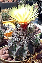 Нажмите на изображение для увеличения.

Название:	Astrophytum capricorne v. maior.jpg
Просмотров:	546
Размер:	164.1 Кб
ID:	525384