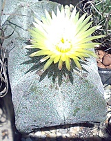 Нажмите на изображение для увеличения.

Название:	Astrophytum myriostigma v. quadricostatum.jpg
Просмотров:	537
Размер:	157.2 Кб
ID:	525386